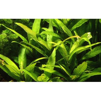 Tropica Hygrophila corymbosa 'Stricta'