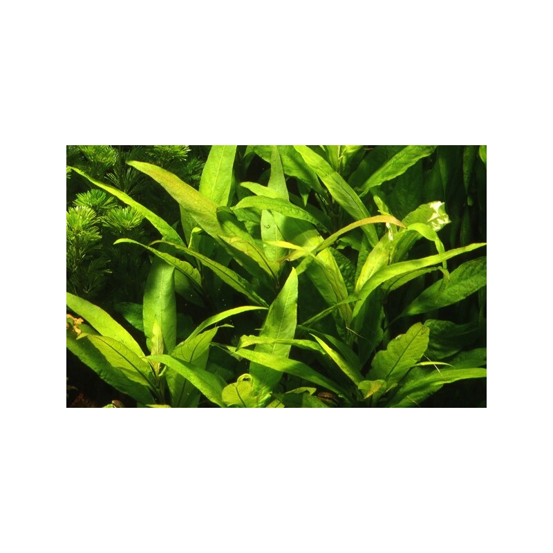 Tropica Hygrophila corymbosa 'Stricta'