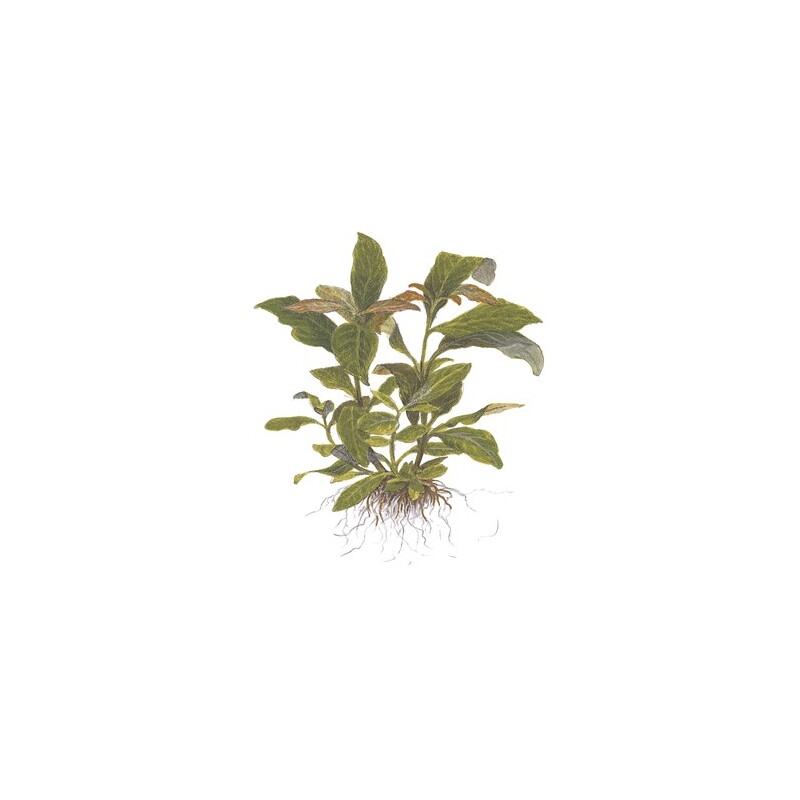 Tropica Hygrophila corymbosa 'Stricta'