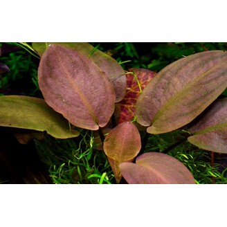 Tropica Lagenandra meeboldii 'Red'
