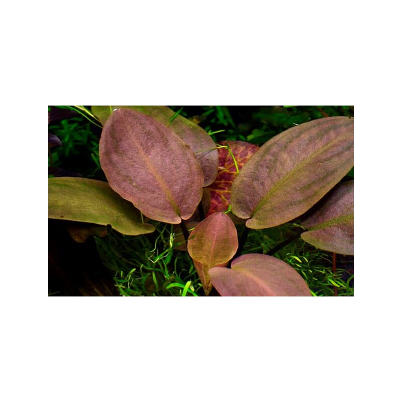 Tropica Lagenandra meeboldii 'Red'