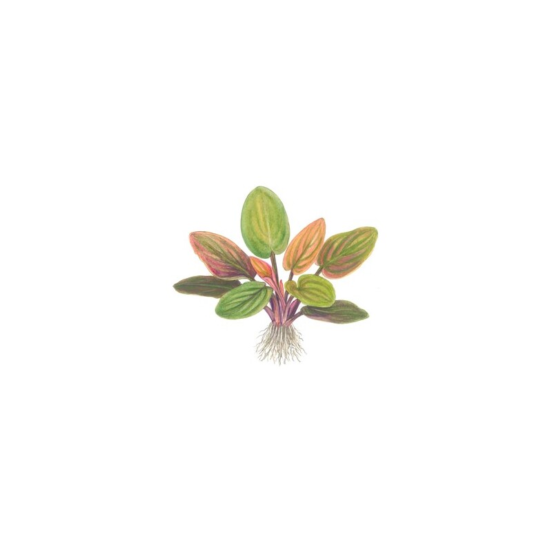 Tropica Lagenandra meeboldii 'Red'