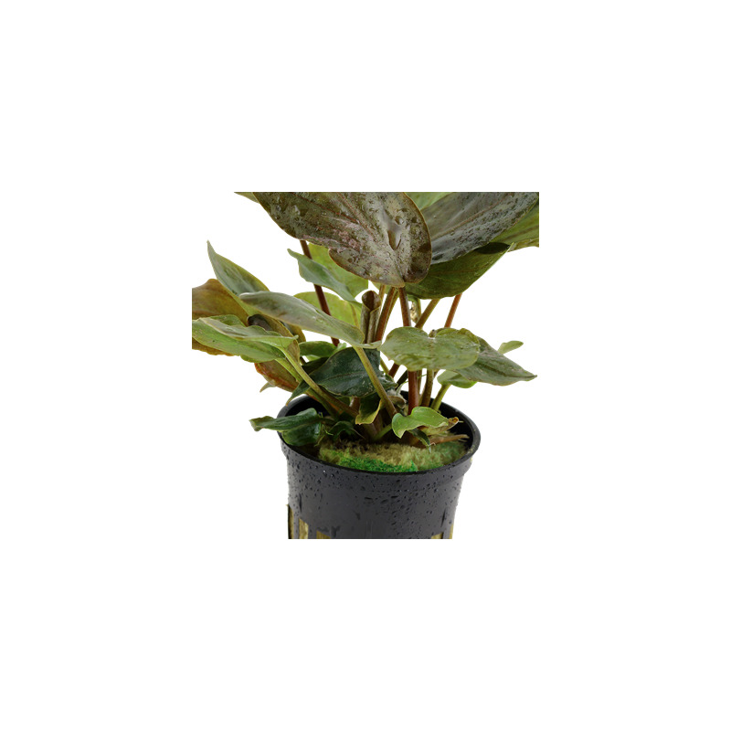 Tropica Lagenandra meeboldii 'Red'