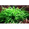 Tropica Microsorum pteropus 'Trident'