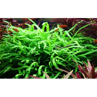 Tropica Microsorum pteropus 'Trident'