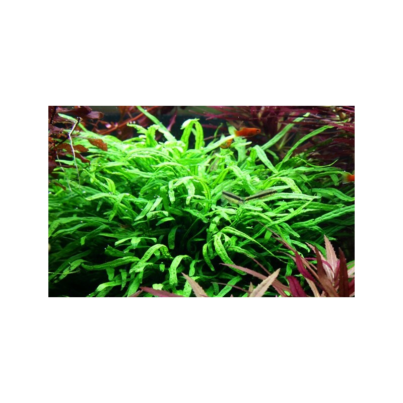 Tropica Microsorum pteropus 'Trident'
