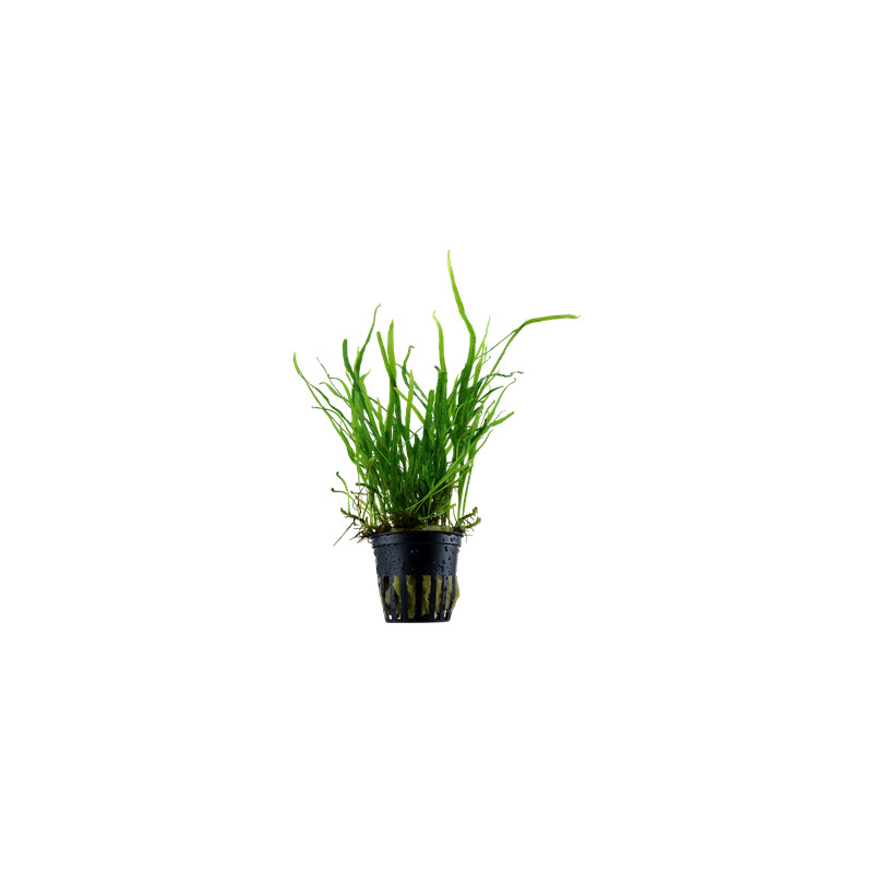 Tropica Microsorum pteropus 'Trident'