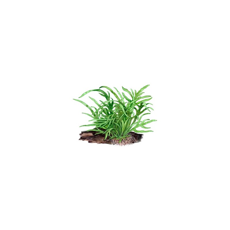 Tropica Microsorum pteropus 'Trident'