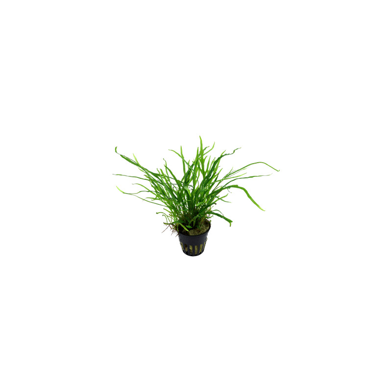 Tropica Microsorum pteropus 'Trident'