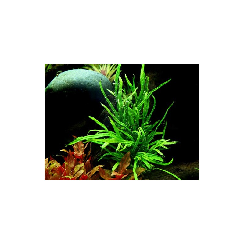 Tropica Microsorum pteropus 'Trident'