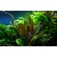 Tropica Echinodorus 'Reni' 1-2 Grow!