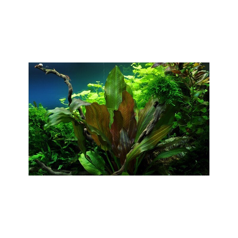 Tropica Echinodorus 'Reni' 1-2 Grow!