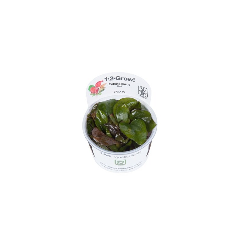 Tropica Echinodorus 'Reni' 1-2 Grow!