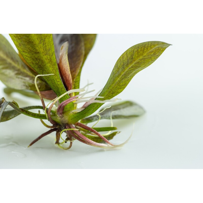 Tropica Echinodorus 'Reni' 1-2 Grow!