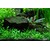 Tropica Cryptocoryne parva 1-2 Grow!