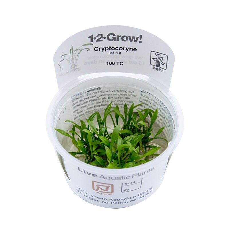 Tropica Cryptocoryne parva 1-2 Grow!