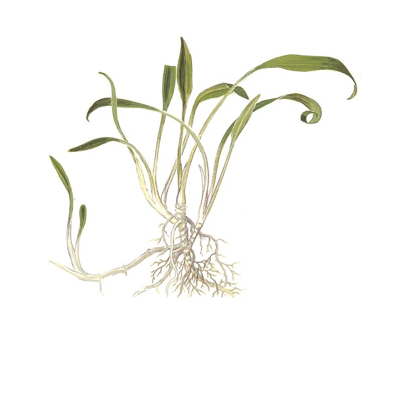 Tropica Cryptocoryne parva 1-2 Grow!
