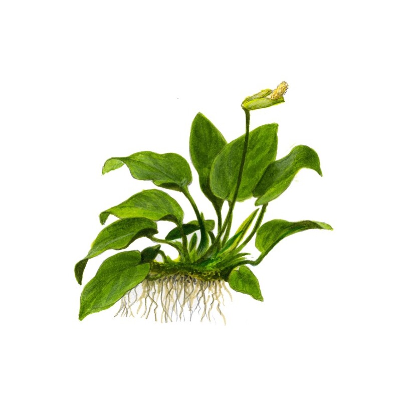 Anubias na kokosu