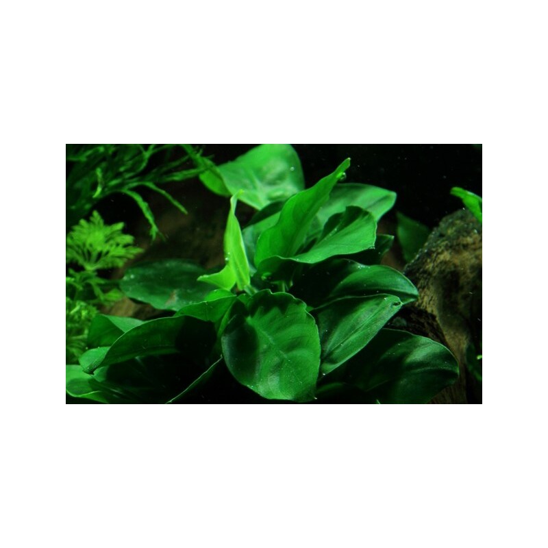 Anubias na kokosu