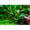 Tropica Bucephalandra pygmaea 'Bukit Kalem' 1-2 Grow!