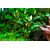 Tropica Bucephalandra pygmaea 'Bukit Kalem' 1-2 Grow!