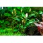 Tropica Bucephalandra pygmaea 'Bukit Kalem' 1-2 Grow!