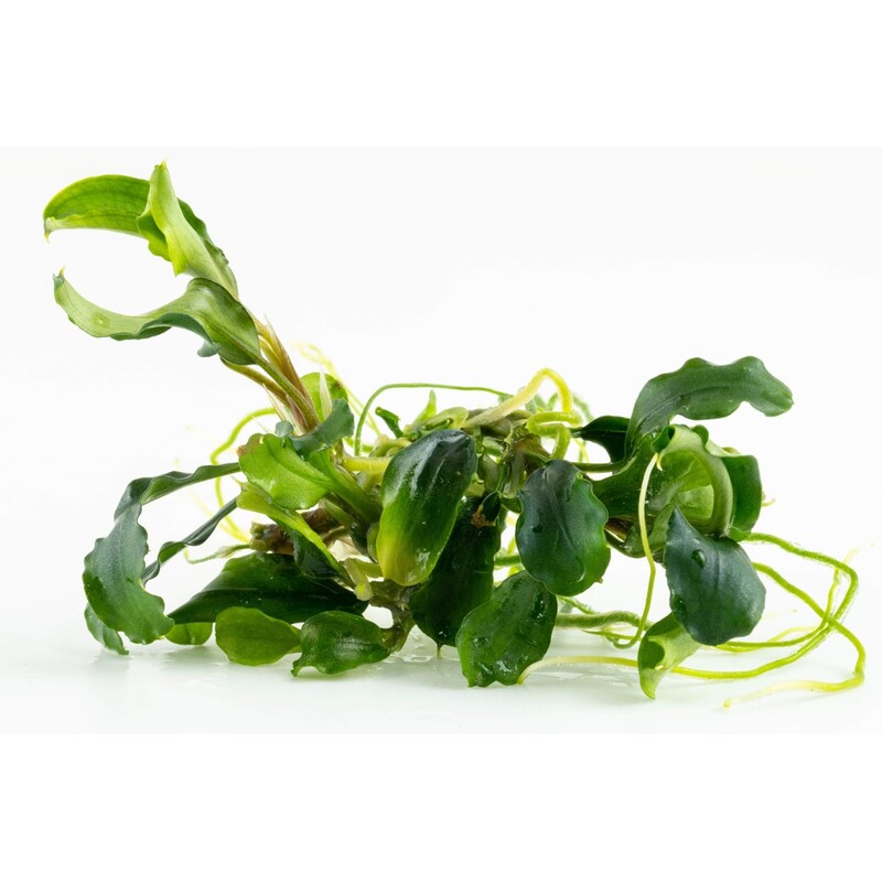 Tropica Bucephalandra pygmaea 'Bukit Kalem' 1-2 Grow!