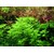Tropica Hottonia palustris 1-2 Grow!