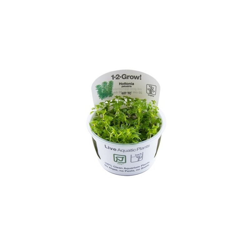 Tropica Hottonia palustris 1-2 Grow!