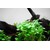 Tropica Lobelia cardinalis Mini 1-2 Grow!