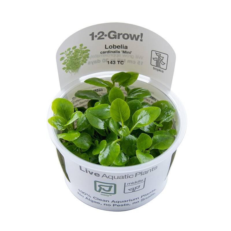 Tropica Lobelia cardinalis Mini 1-2 Grow!
