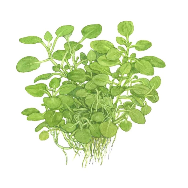 Tropica Lobelia cardinalis Mini 1-2 Grow!
