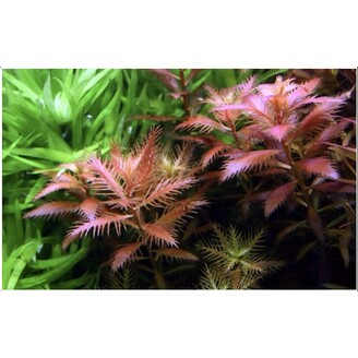 Tropica Proserpinaca palustris 'Cuba' 1-2 Grow!