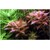 Tropica Proserpinaca palustris 'Cuba' 1-2 Grow!