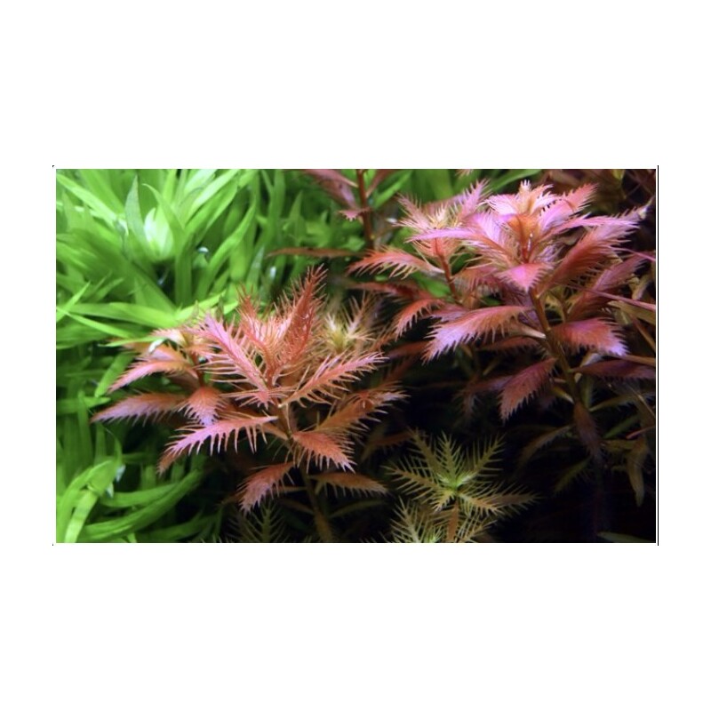 Tropica Proserpinaca palustris 'Cuba' 1-2 Grow!