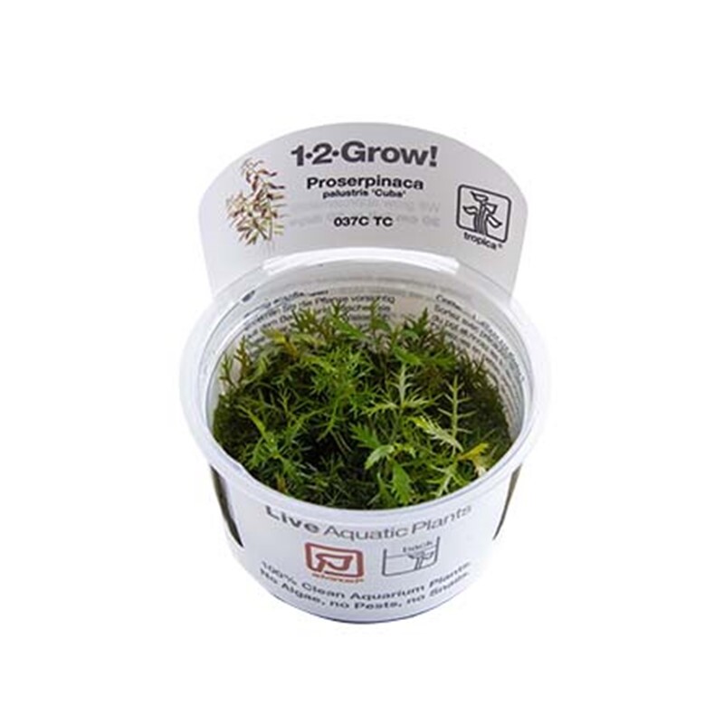 Tropica Proserpinaca palustris 'Cuba' 1-2 Grow!