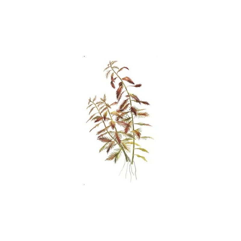 Tropica Proserpinaca palustris 'Cuba' 1-2 Grow!