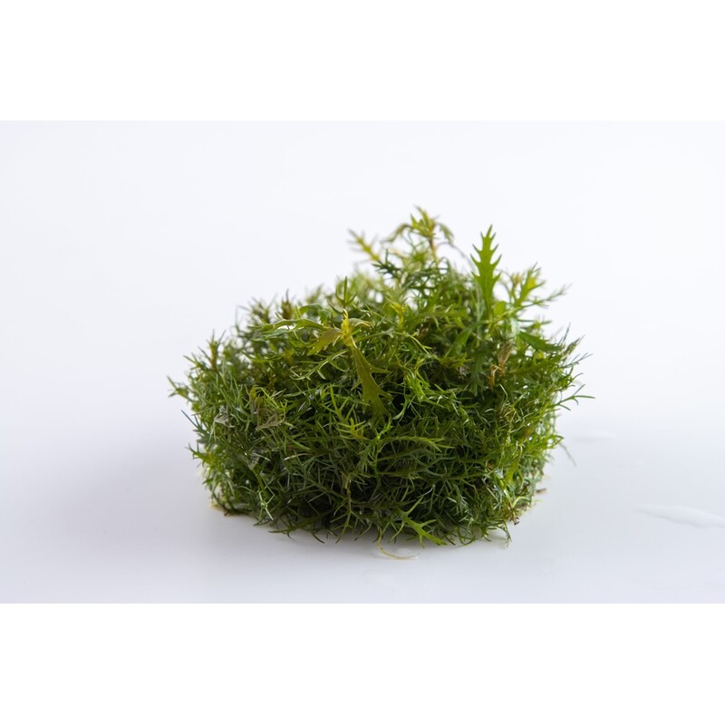 Tropica Proserpinaca palustris 'Cuba' 1-2 Grow!