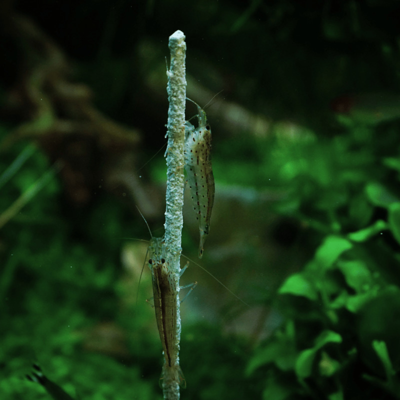 Krevetka Caridina japonica 4 cm