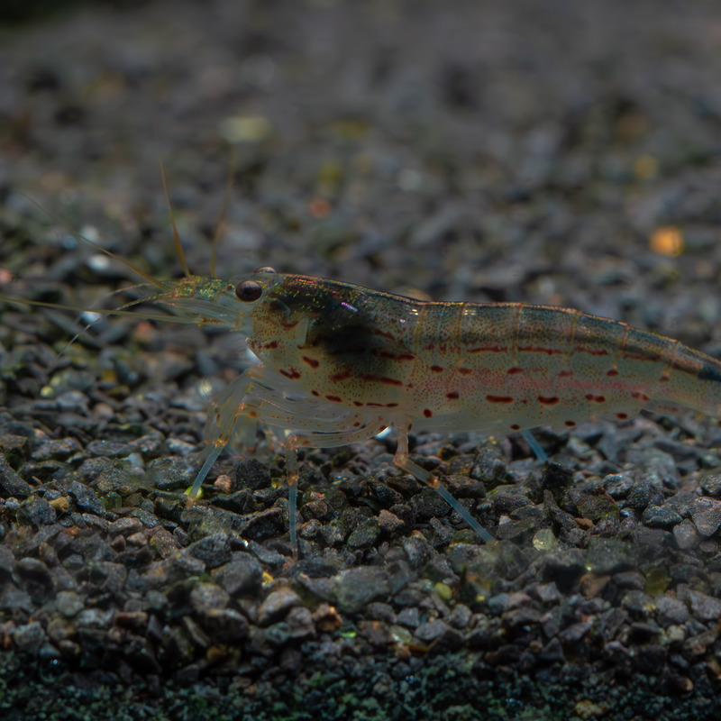 Krevetka Caridina japonica 4 cm