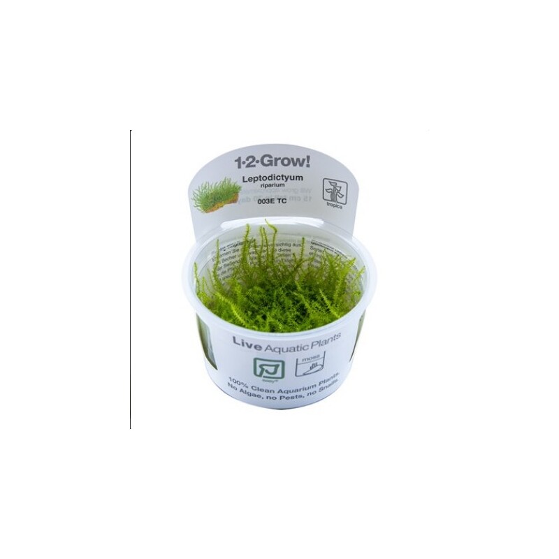 Tropica Leptodictyum 1-2 Grow!