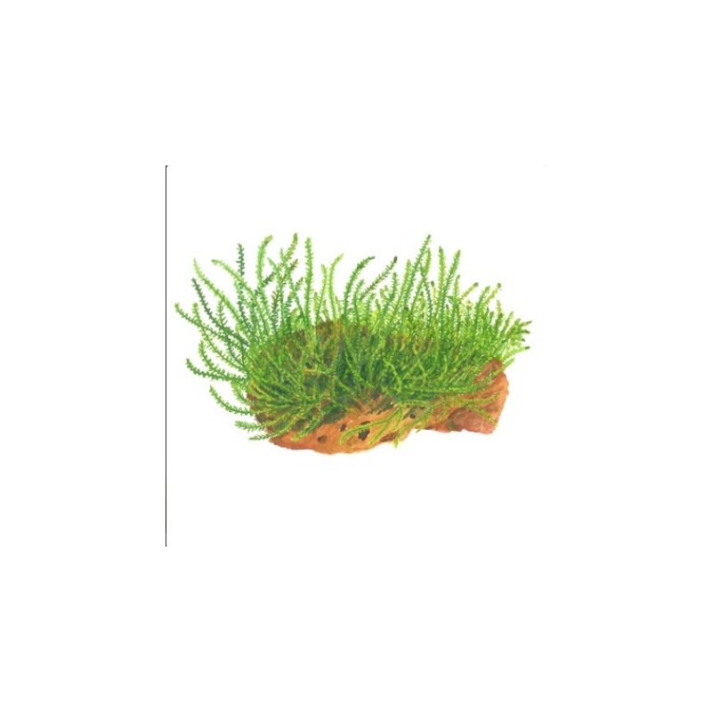 Tropica Leptodictyum 1-2 Grow!