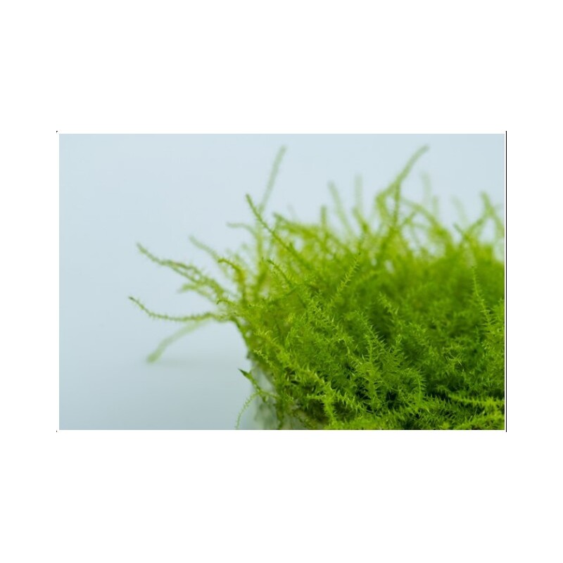 Tropica Leptodictyum 1-2 Grow!