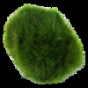 Tropica Aegropila linnaei