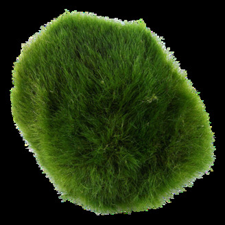 Tropica Aegropila linnaei