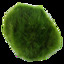 Tropica Aegropila linnaei