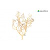 Coral Tree S 10-20 cm