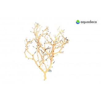 Coral Tree S 10-20 cm