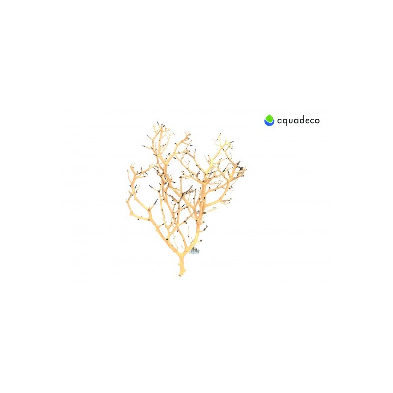 Coral Tree S 10-20 cm