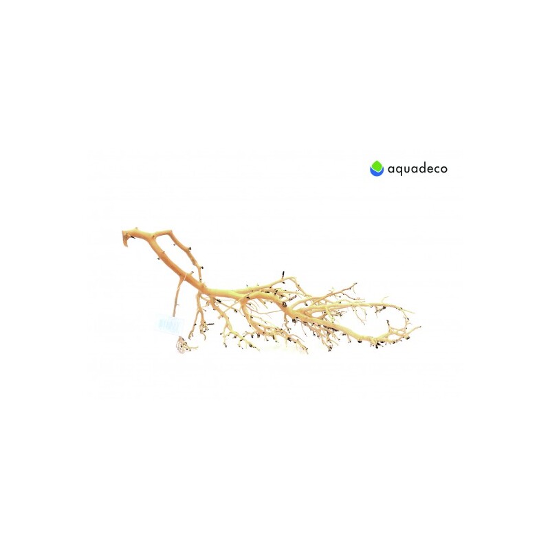 Coral Tree S 10-20 cm